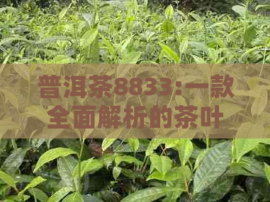 普洱茶8833:一款全面解析的茶叶品种及其独特魅力