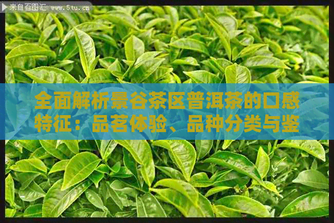 全面解析景谷茶区普洱茶的口感特征：品茗体验、品种分类与鉴别方法