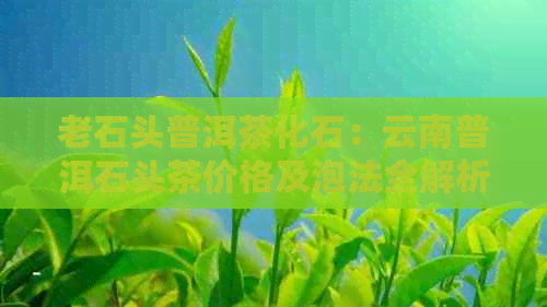 老石头普洱茶化石：云南普洱石头茶价格及泡法全解析