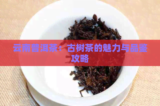 云南普洱茶：古树茶的魅力与品鉴攻略