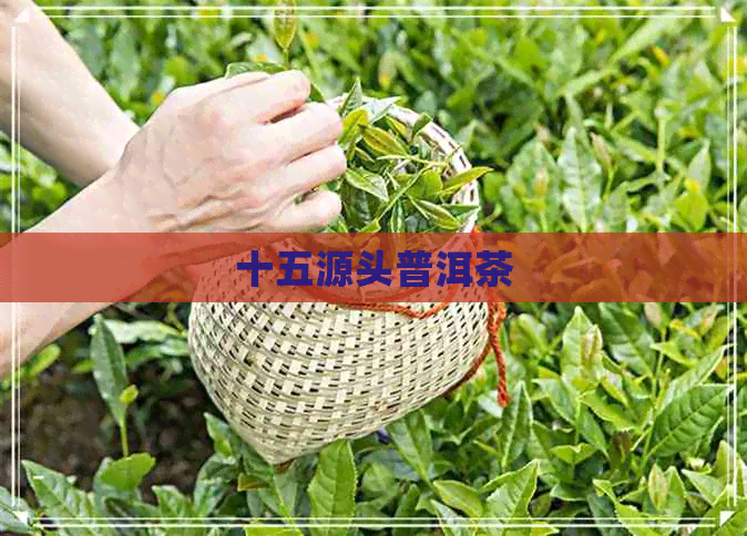 十五源头普洱茶