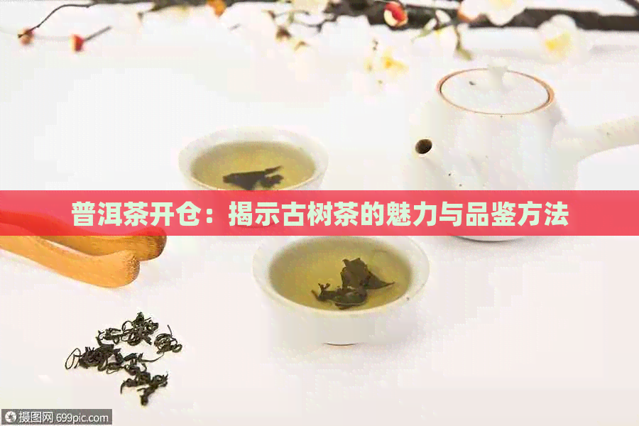 普洱茶开仓：揭示古树茶的魅力与品鉴方法