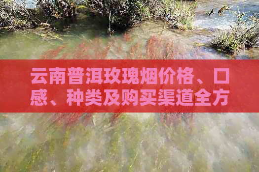 云南普洱玫瑰烟价格、口感、种类及购买渠道全方位解析