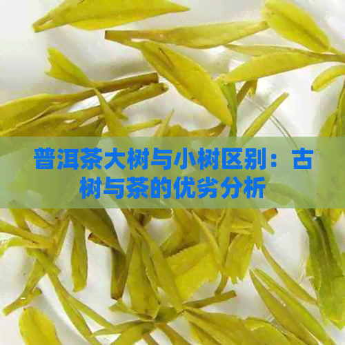 普洱茶大树与小树区别：古树与茶的优劣分析