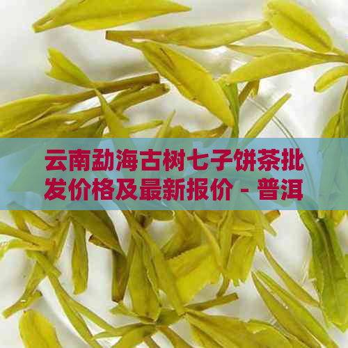 云南勐海古树七子饼茶批发价格及最新报价 - 普洱茶货源大全