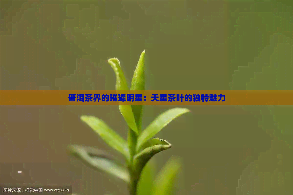 普洱茶界的璀璨明星：天星茶叶的独特魅力