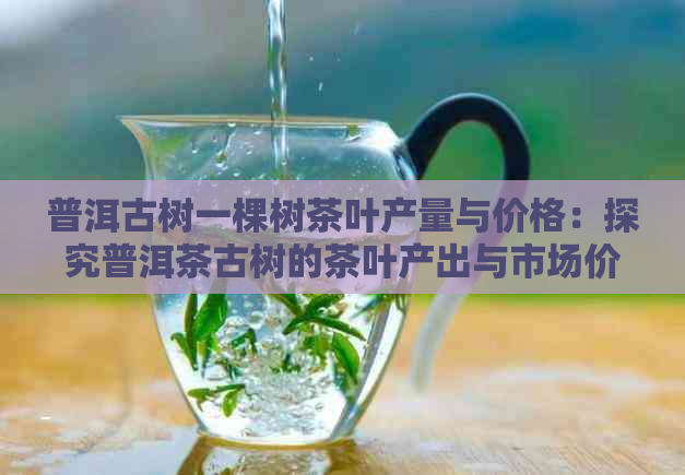 普洱古树一棵树茶叶产量与价格：探究普洱茶古树的茶叶产出与市场价值