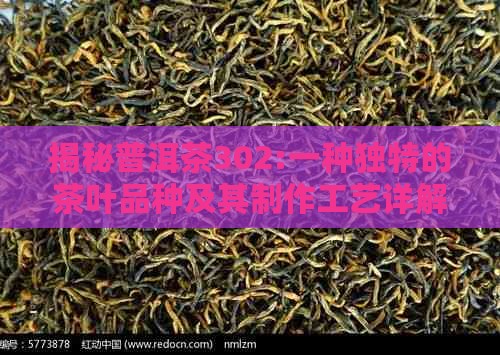 揭秘普洱茶302:一种独特的茶叶品种及其制作工艺详解