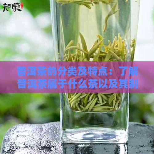 普洱茶的分类及特点：了解普洱茶属于什么茶以及其制作工艺和口感