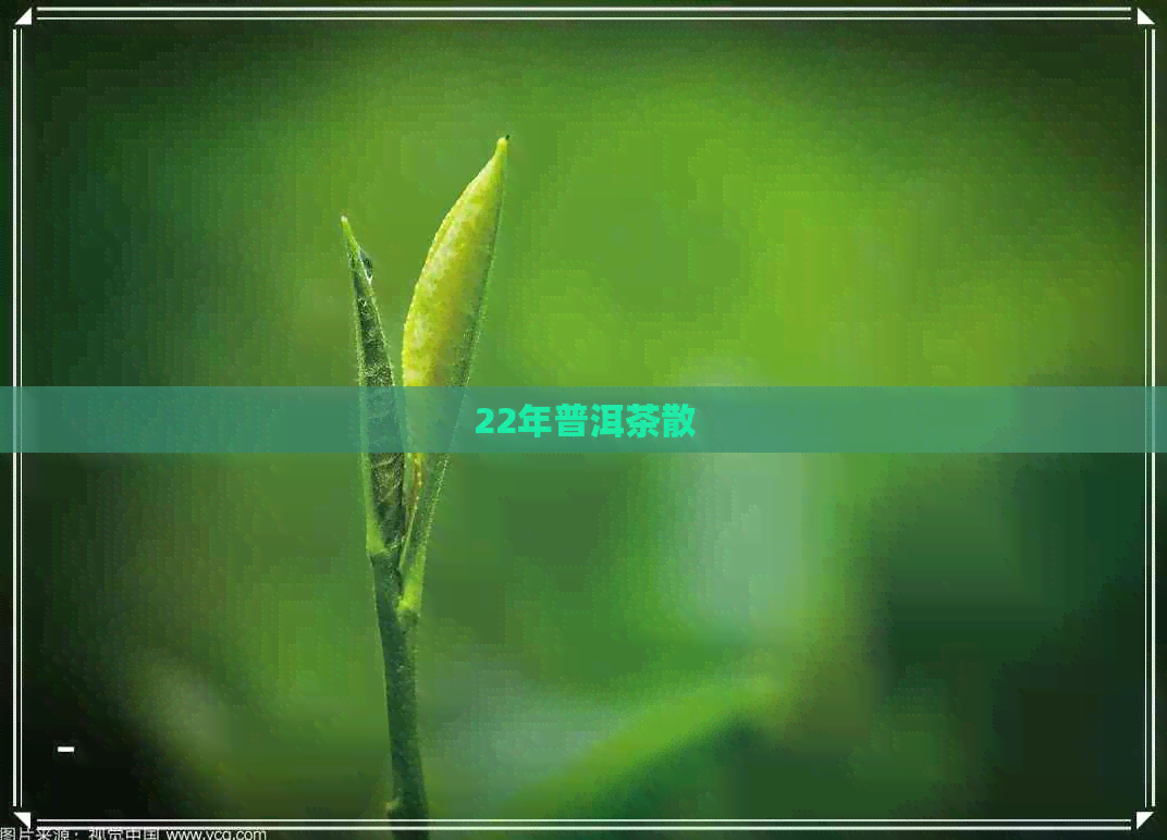 22年普洱茶散