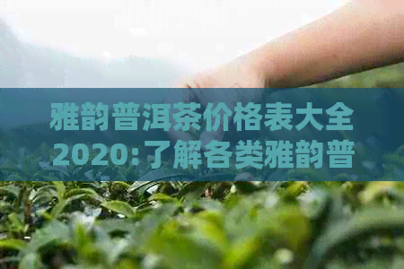 雅韵普洱茶价格表大全2020:了解各类雅韵普洱茶叶的价格