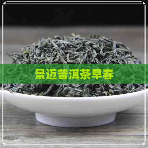 景迈普洱茶早春