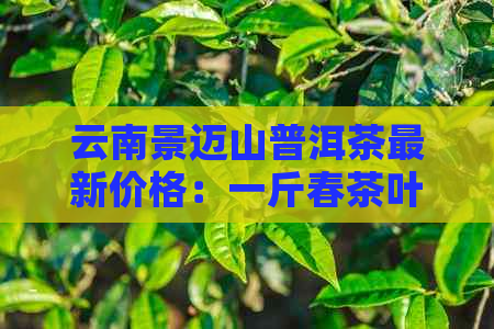 云南景迈山普洱茶最新价格：一斤春茶叶的行情分析