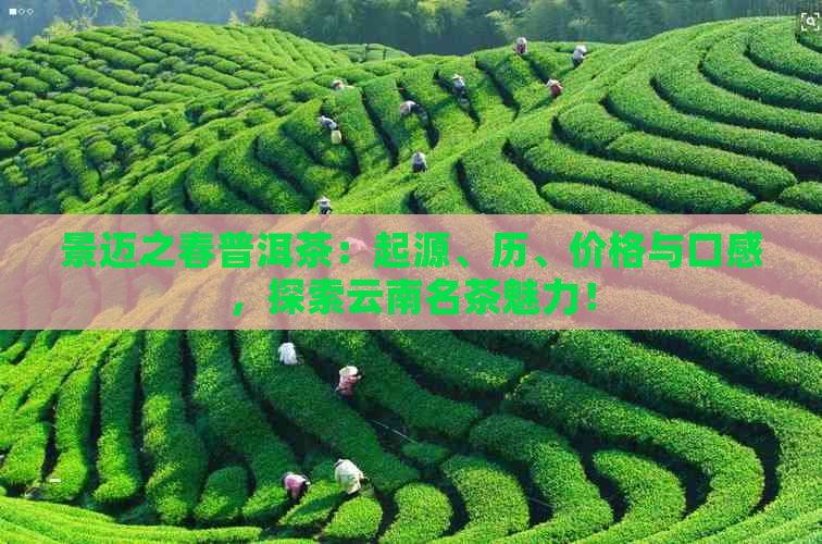 景迈之春普洱茶：起源、历、价格与口感，探索云南名茶魅力！