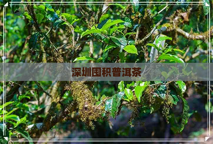 深圳囤积普洱茶