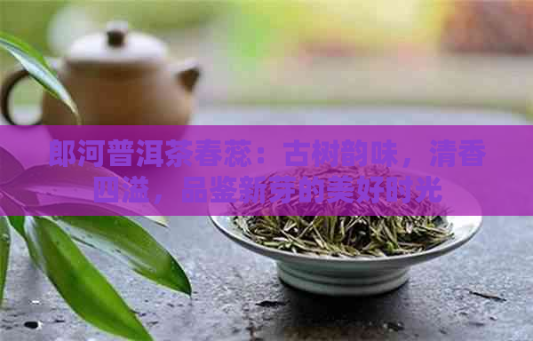 郎河普洱茶春蕊：古树韵味，清香四溢，品鉴新芽的美好时光