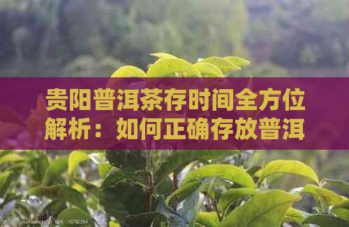 贵阳普洱茶存时间全方位解析：如何正确存放普洱茶以长其保质期？