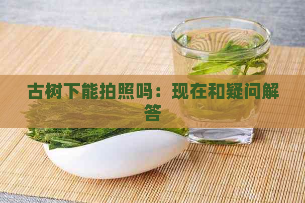 古树下能拍照吗：现在和疑问解答