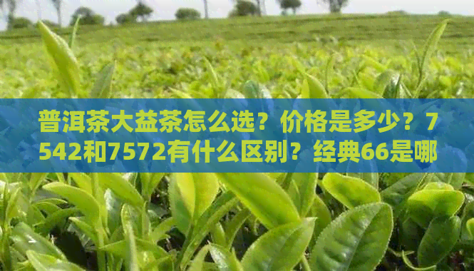 普洱茶大益茶怎么选？价格是多少？7542和7572有什么区别？经典66是哪一款？