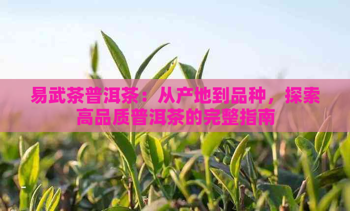 易武茶普洱茶：从产地到品种，探索高品质普洱茶的完整指南