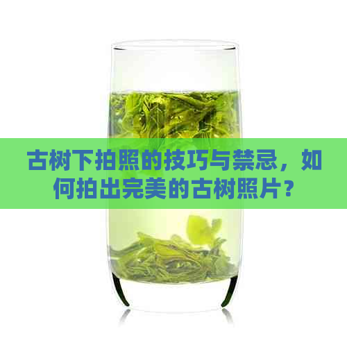 古树下拍照的技巧与禁忌，如何拍出完美的古树照片？