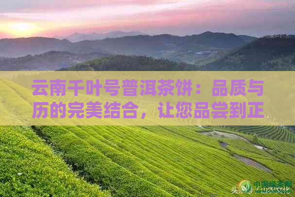 云南千叶号普洱茶饼：品质与历的完美结合，让您品尝到正宗的普洱茶文化