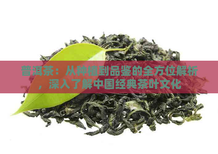 普洱茶：从种植到品鉴的全方位解析，深入了解中国经典茶叶文化