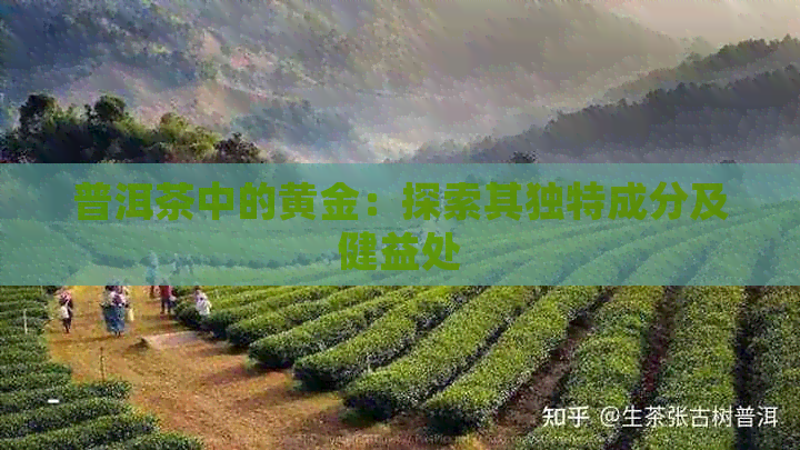 普洱茶中的黄金：探索其独特成分及健益处