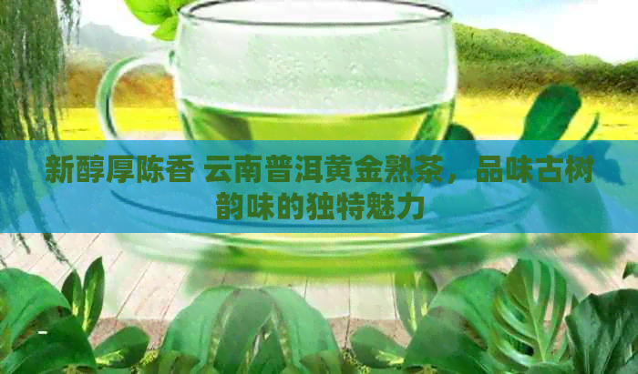 新醇厚陈香 云南普洱黄金熟茶，品味古树韵味的独特魅力