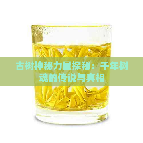 古树神秘力量探秘：千年树魂的传说与真相