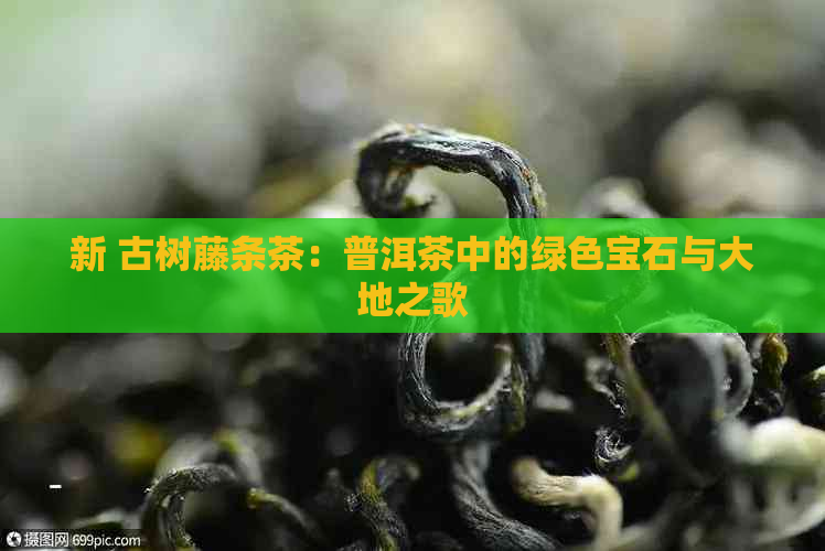 新 古树藤条茶：普洱茶中的绿色宝石与大地之歌