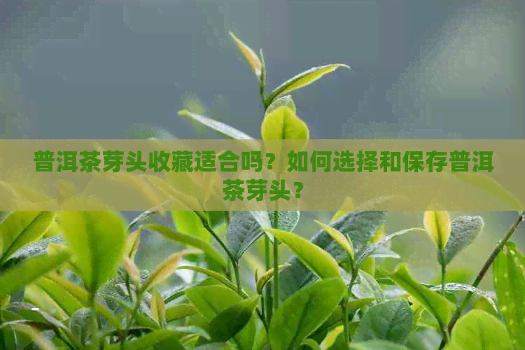 普洱茶芽头收藏适合吗？如何选择和保存普洱茶芽头？