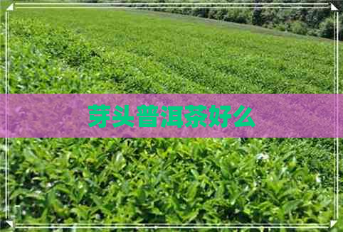 芽头普洱茶好么