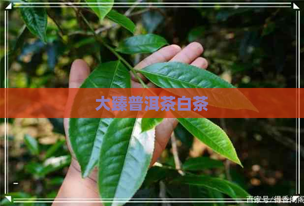 大臻普洱茶白茶