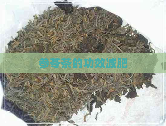 参苓茶的功效减肥