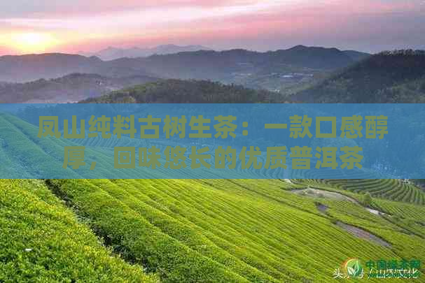 凤山纯料古树生茶：一款口感醇厚，回味悠长的优质普洱茶