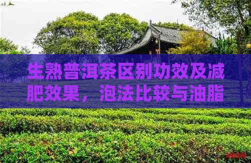 生熟普洱茶区别功效及减肥效果，泡法比较与油脂排除