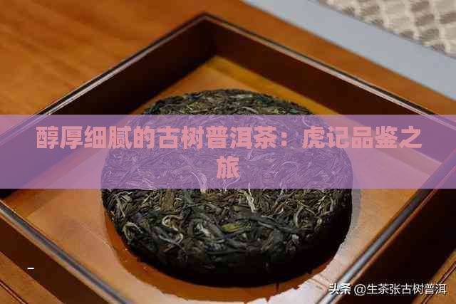 醇厚细腻的古树普洱茶：虎记品鉴之旅