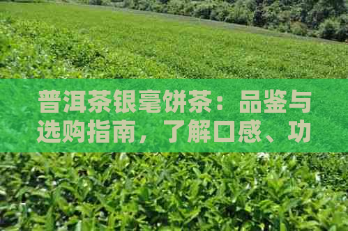 普洱茶银毫饼茶：品鉴与选购指南，了解口感、功效与泡法的全面解析