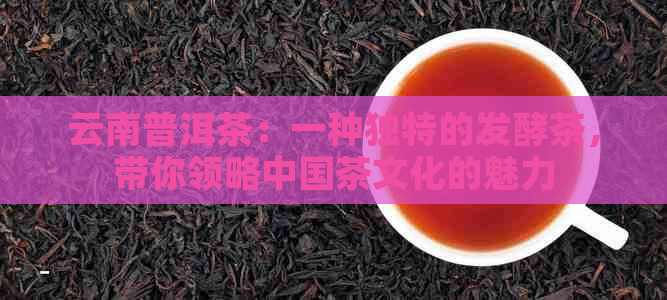 云南普洱茶：一种独特的发酵茶，带你领略中国茶文化的魅力