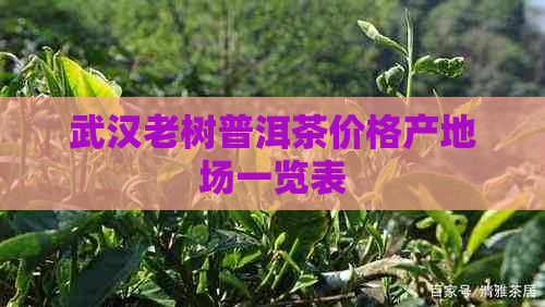 武汉老树普洱茶价格产地场一览表