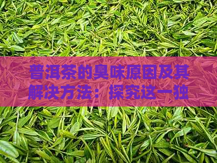 普洱茶的臭味原因及其解决方法：探究这一独特风味背后的原因