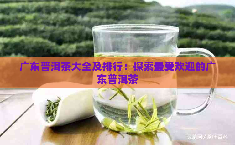 广东普洱茶大全及排行：探索更受欢迎的广东普洱茶