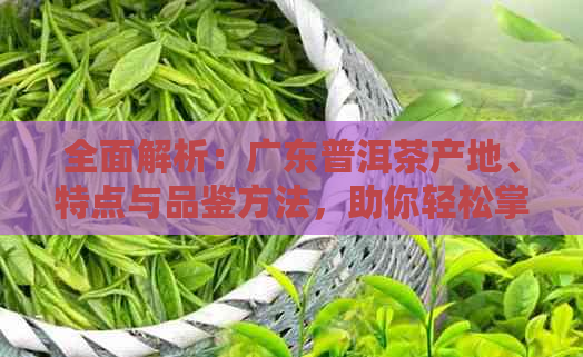 全面解析：广东普洱茶产地、特点与品鉴方法，助你轻松掌握普洱茶知识