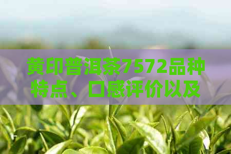 黄印普洱茶7572品种特点、口感评价以及市场价格分析