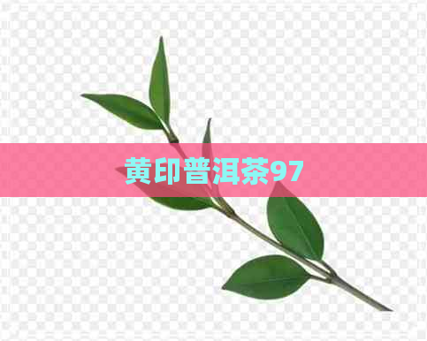 黄印普洱茶97