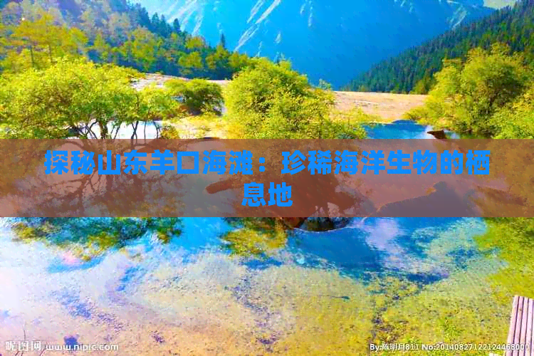 探秘山东羊口海滩：珍稀海洋生物的栖息地