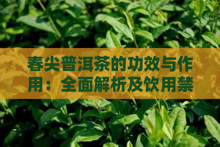 春尖普洱茶的功效与作用：全面解析及饮用禁忌