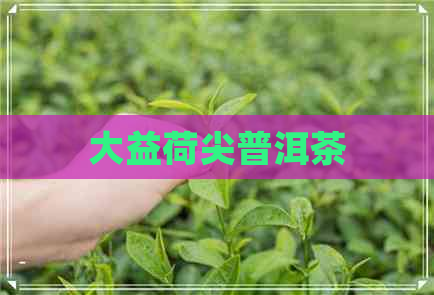 大益荷尖普洱茶