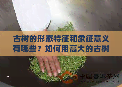 古树的形态特征和象征意义有哪些？如何用高大的古树来造句？